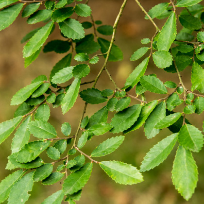 Brest čínsky - Ulmus parvifolia - semená - 10 ks