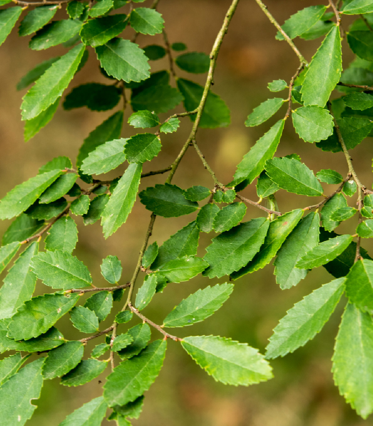 Brest čínsky - Ulmus parvifolia - semená - 10 ks
