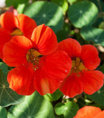 Kapucínka Princess of India - Tropaeolum majus nanum - semená - 15 ks