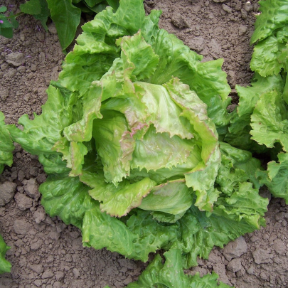 Šalát ľadový Pražan - Lactuca sativa var. capitata - semená - 100 ks