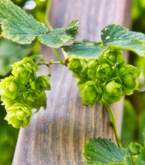 Chmeľ obyčajný - Humulus lupulus - 8 ks