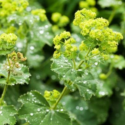 Alchemilka mäkká - Alchemilla mollis - semená - 20 ks