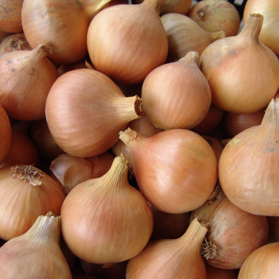 Cibuľa jarná kuchynská Všetana - Allium cepa - semená - 200 ks