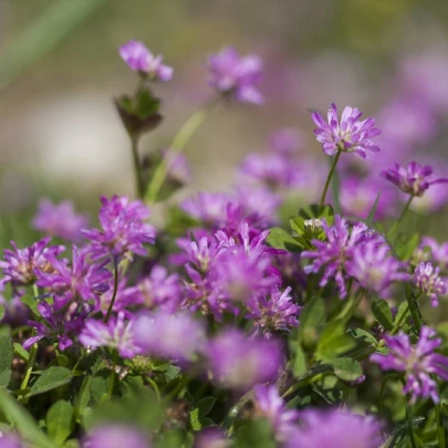 Ďatelina zvrátená - Trifolium resupinatum - semená - 100 ks