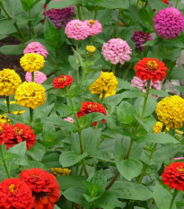 Cínia pôvabná obrovská zmes - Zinnia elegans - semená - 50 ks