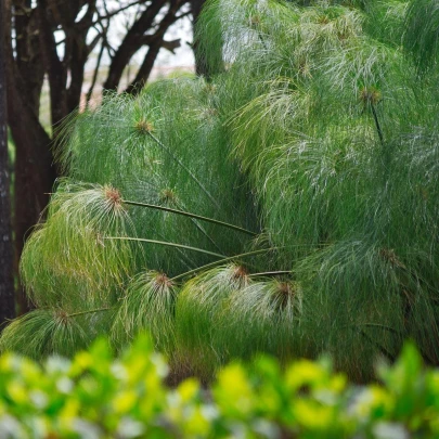 Papyrus - Cyperus papyrus - semená - 8 ks