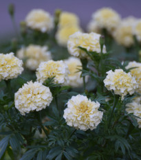 Aksamietnica vzpriamená Eskimo - Tagetes erecta - semená - 30 ks