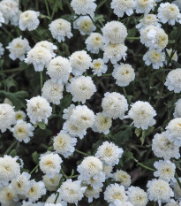 Rimbaba obyčajná - Chrysanthemum parthenium - semená - 15 ks