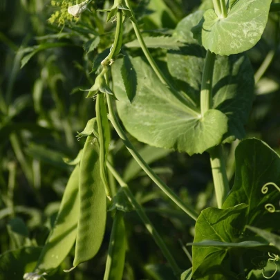 Hrach cukrový Norli - Pisum sativum - semená - 60 ks