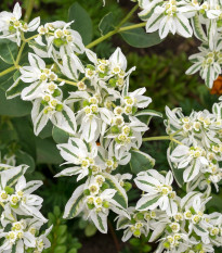 Mliečnikovka obrúbená - Euphorbia marginata - semená - 20 ks