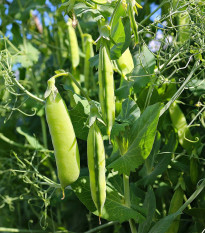 Hrach dreňový Maxigolt - Pisum sativum - semána - 35 ks