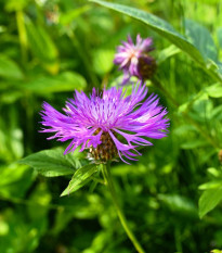 Nevädza lúčna - Centaurea scabiosa - semená - 50 ks