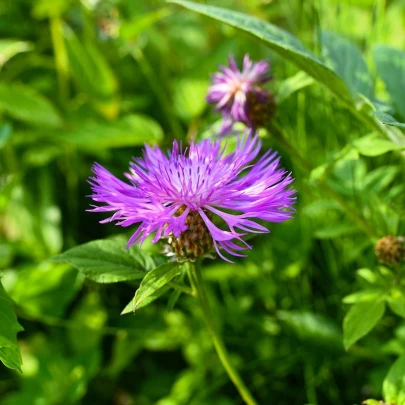 Nevädza lúčna - Centaurea scabiosa - semená - 50 ks