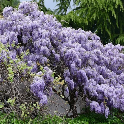 Vistária čínska - Wisteria sinensis - semená - 2 ks