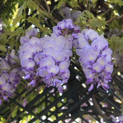 Vistária čínska - Wisteria sinensis - semená - 2 ks