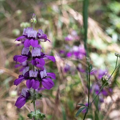 Kolinsia - Collinsia heterophylla - semená - 300 ks