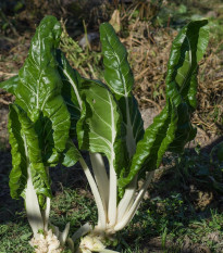 Mangold Verte a Carde Blanche 2 - Beta vulgaris - semená - 50 ks