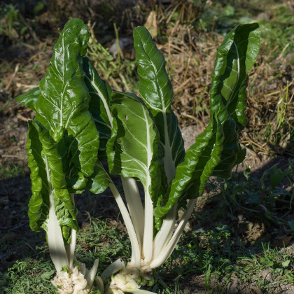 Mangold Verte a Carde Blanche 2 - Beta vulgaris - semená - 50 ks