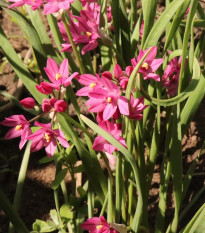 Cesnak vysokohorský - Allium oreophillum - cibuľoviny - 3 ks