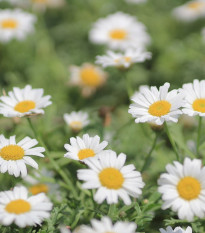 Margaréta biela Alaska - Chrysanthemum leucanthemum max - semená - 250 ks