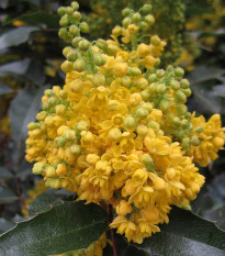 Mahónia cezmínolistá - Mahonia aquifolium - semená - 5 ks