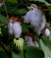 Bavlník bylinný - Gossypium herbaceum - semená - 6 ks