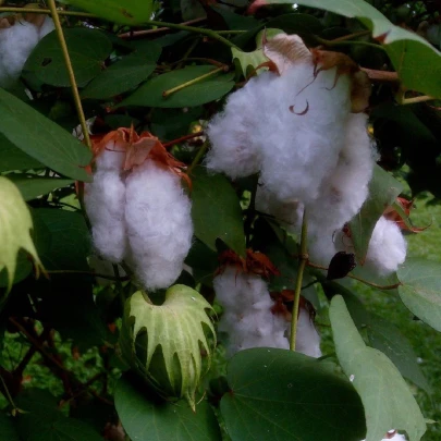 Bavlník bylinný - Gossypium herbaceum - semená - 6 ks