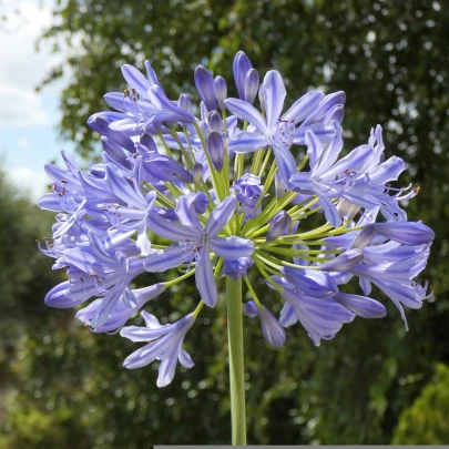 Kalokvet modrý - Agapanthus praecox - semená - 8 ks