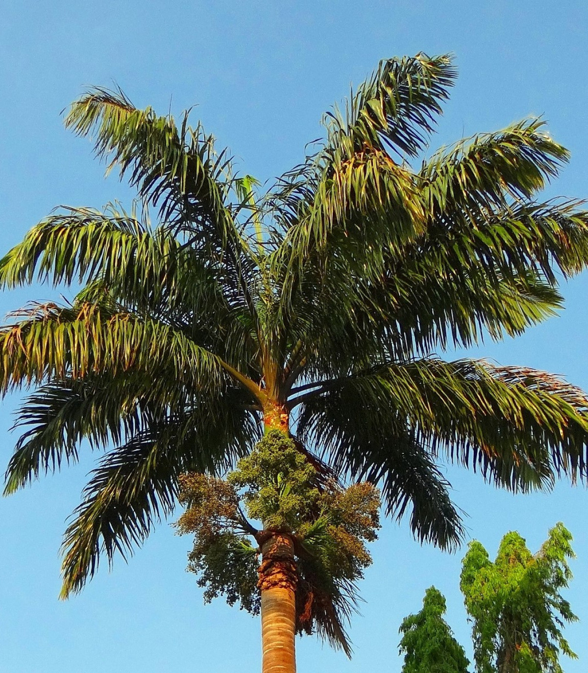 Palma kráľovská kubánska - Roystonea regia - semená - 3 ks