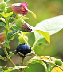 Ľuľkovec zlomocný - Atropa belladonna - semená - 10 ks