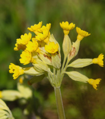 Prvosienka jarná - Primula veris - semená - 50 ks