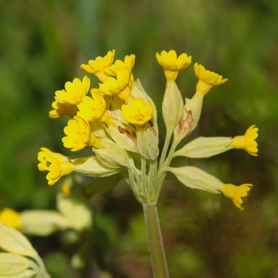 Prvosienka jarná - Primula veris - semená - 50 ks