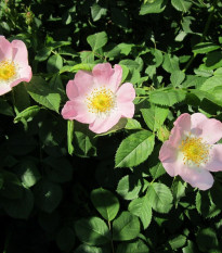 Ruža šípková - Rosa canina - semená - 5 ks