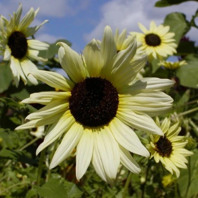 Slnečnica slabá zmes farieb - Helianthus debilis - semená - 7 ks