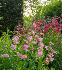 Penstemon hartwegii Senzácia zmes - Penstemon hartwegii - semená - 0,2 g