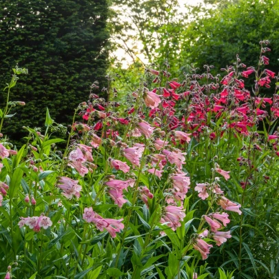 Penstemon hartwegii Senzácia zmes - Penstemon hartwegii - semená - 0,2 g