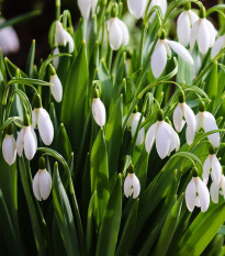 Snežienka Elwésova - Galanthus elwesii - cibuľoviny - 3 ks