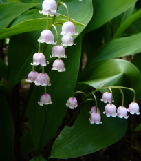 Konvalinka vonná ružová - Convallaria majalis - voľnokorenné sadenice - 1 ks