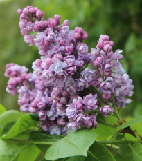 Orgován obyčajný - Syringa vulgaris - semená - 8 ks