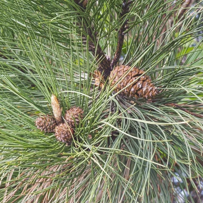 Borovica ťažká - Pinus ponderosa - semená - 6 ks