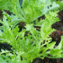 Mizuna Waido - japonská horčica - Brassica campestris Japonica - semená - 30 ks