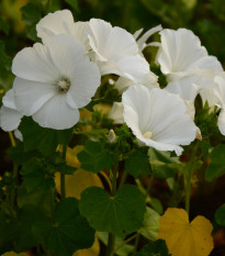 Slezovka trojklaná biela - Malope trifida - semená - 30 ks