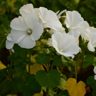 Slezovka trojklaná biela - Malope trifida - semená - 30 ks