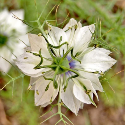 Černuška damascénska biela - Nigella Damascena - semená - 150 ks