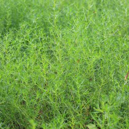 Slanobyľ  Osaka - Salsola komarovii - semená - 50 ks