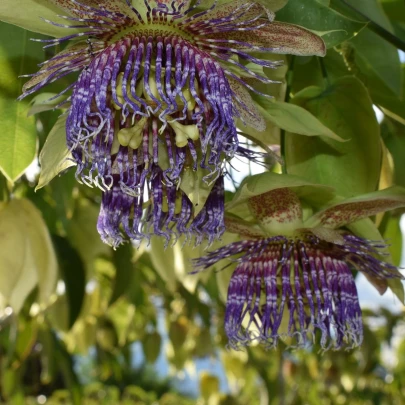 Mučenka maliformis - Passiflora maliformis - semená - 4 ks