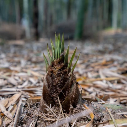 Kráľ bambusov - Phyllostachys edulis - semená - 3 ks