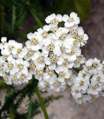 Rebríček obyčajný biely - Achillea millefolium - semená - 500 ks