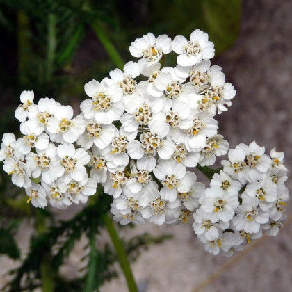 Rebríček obyčajný biely - Achillea millefolium - semená - 0,5 g