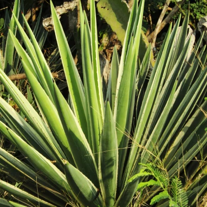 Agáve bulliana - Agave bulliana - semená - 9 ks